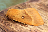 Oak Eggar (Lasiocampa quercus - Female)