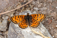 Lesser Spotted Fritillary (Melitaea trivia)