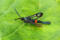 Red-belted Clearwing (Male)
