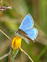 Adonis Blue (Lysandra bellargus)