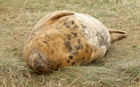 Grey Seal (Halichoerus grypus - Female)