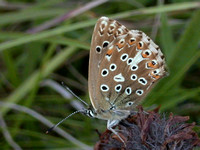 Adonis Blue (Lysandra bellargus - Female)
