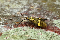 Nemophora degeerella (Yellow-barred Longhorn)