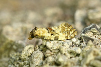Cochylis molliculana (Ox-tongue Conch)