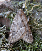 March Moth (Alsophila aescularia)