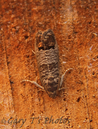 Cydia pomonella (Codling Moth)