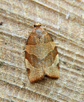 Pandemis cinnamomeana (White-faced Tortrix)