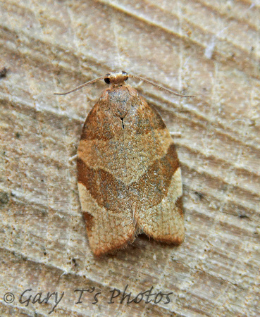 Pandemis cinnamomeana (White-faced Tortrix)