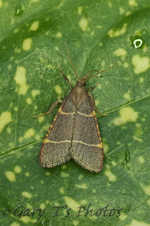 Hypsopygia glaucinalis (Double-striped Tabby)