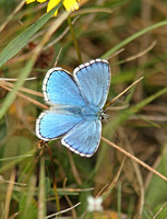 Adonis Blue (Lysandra bellargus - Male)