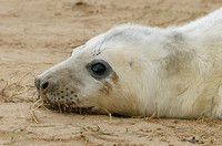 Grey Seal (Halichoerus grypus - Pup)