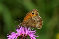 Meadow Brown (Maniola jurtina - Female)