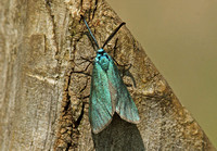 Forester (Adscita statices - Male)
