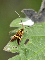 Adelaide (Longhorn Moths)