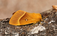 Oak Eggar (Lasiocampa quercus - Female)