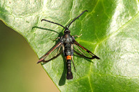 Red-belted Clearwing (Synanthedon myopaeformis - Male)