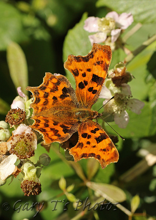 Comma (Polygonia c-album)