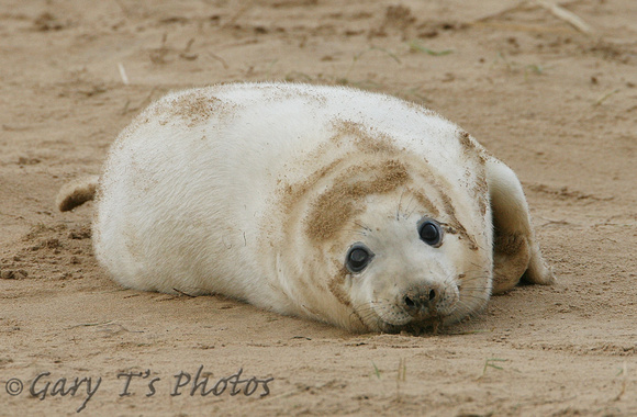 Grey Seal (Halichoerus grypus - Pup)