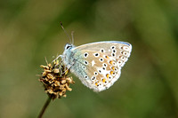 Adonis Blue (Lysandra bellargus - Male)