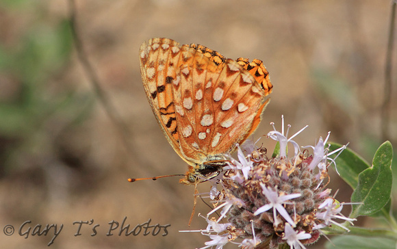 Mormon Fritillary (Speyeria mormonia)