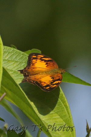 Vagrant (Vagrans egista)