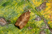 Pandemis cinnamomeana (White-faced Tortrix)