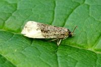 Hedya pruniana (Plum Tortrix)