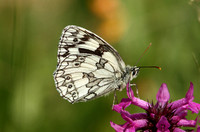 Marbled White (Melanargia galathea - Male)