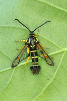 Yellow-legged Clearwing (Synanthedon vespiformis - Male)
