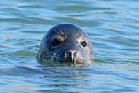 Grey Seal (Halichoerus grypus - Female)