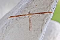 Stenoptilia pterodactyl (Brown Plume)