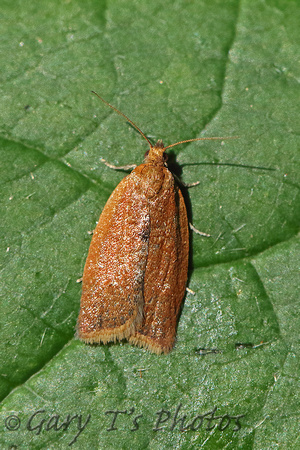 Clepsis consimilana (Privet Tortrix)