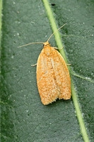 Clepsis consimiliana (Privet Tortrix)