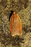 Clepsis consimiliana (Privet Tortrix)