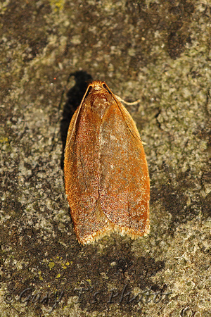 Clepsis consimiliana (Privet Tortrix)