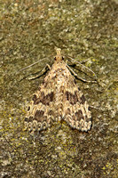Alucita hexadactyla (Twenty-plume Moth)