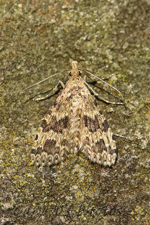 Alucita hexadactyla (Twenty-plume Moth)