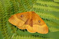 Oak Eggar (Female)