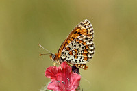 Lesser Spotted Fritillary (Melitaea trivia)