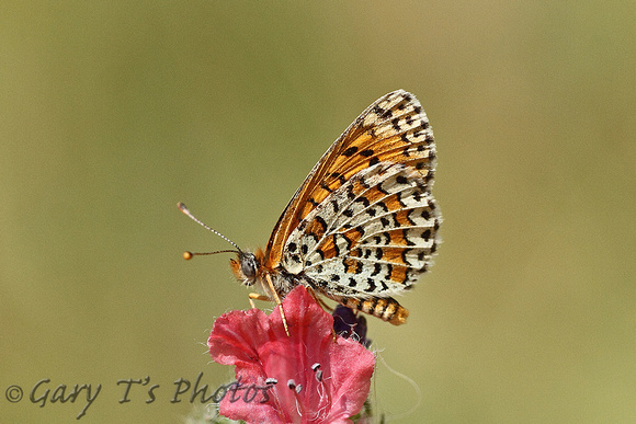 Lesser Spotted Fritillary (Melitaea trivia)