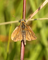 Lulworth Skipper (Thymelicus acteon - Male)