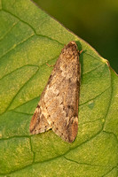 March Moth (Alsophila aescularia)