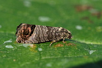 Cydia pomonella (Codling Moth)