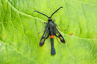 Red-belted Clearwing (Male)