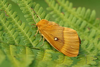 Oak Eggar (Female)