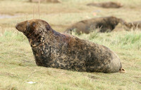 Grey Seal (Halichoerus grypus - Male)