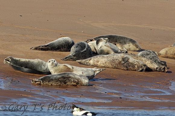 Grey Seal (Halichoerus grypus - Female & Immatures)
