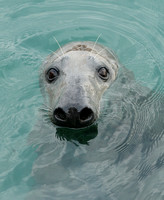 Grey Seal (Halichoerus grypus - Male)