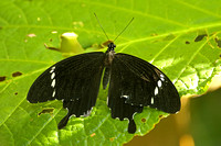 Black & White Helen (Papilio nephelus sunatus)