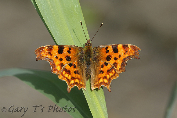 Comma (Polygonia c-album)